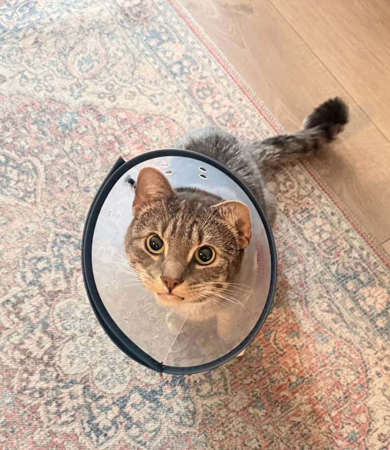 Louie recovering after his surgery