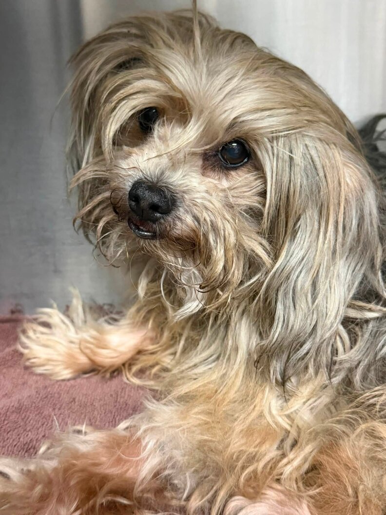 手術の準備をする犬