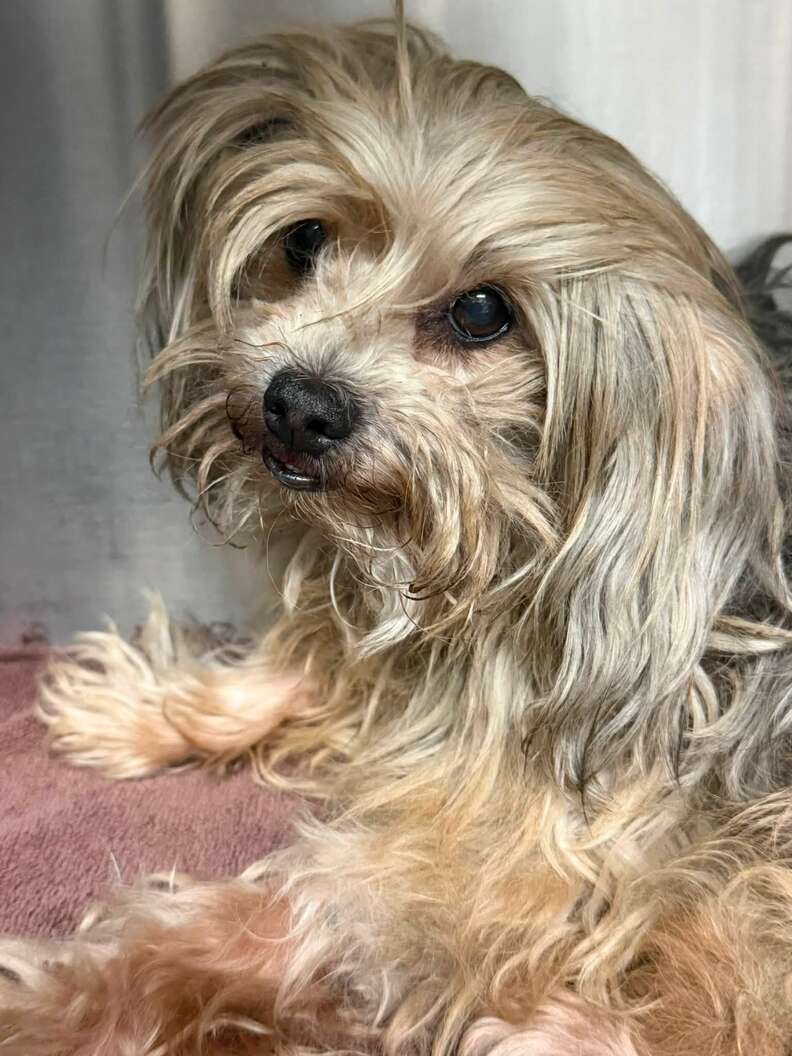 手術の準備をする犬