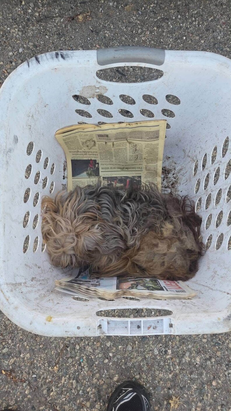 犬を助けているシーン