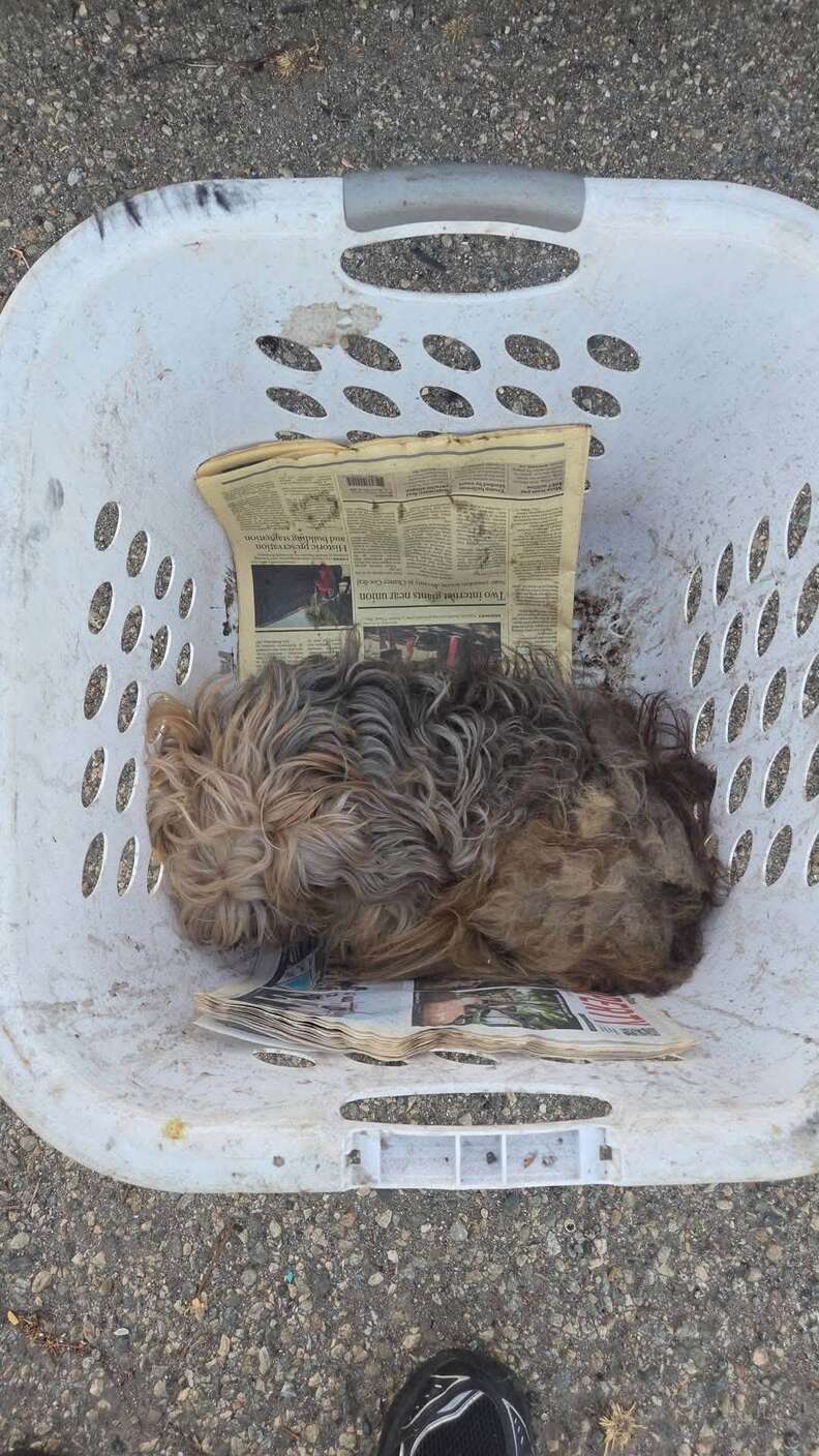 犬を助けているシーン