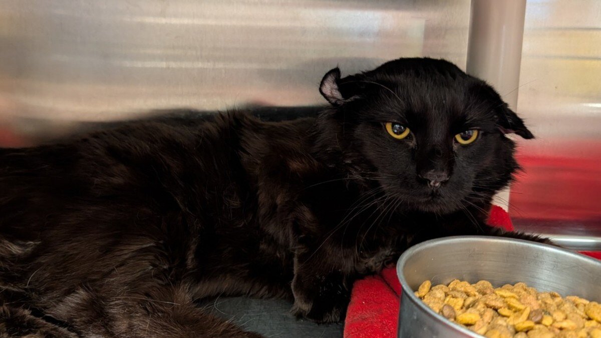 Cat With Smushed Ears From Life On The Streets Just Wants A Family To Love Him - The Dodo image