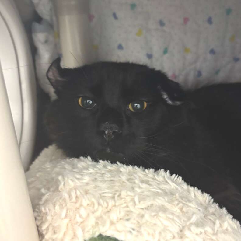 Cosmo at Tri-County Humane Society