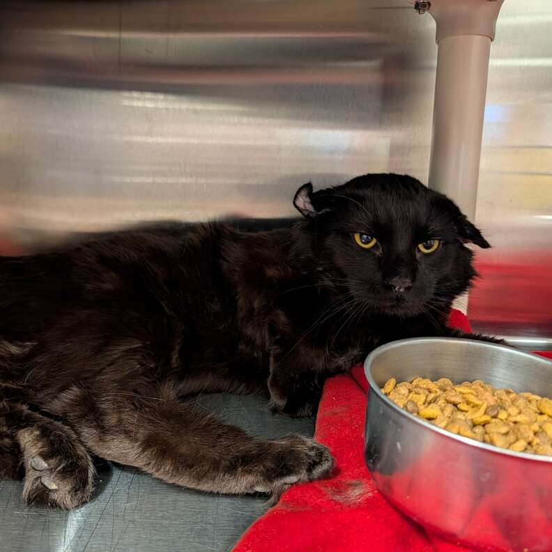Cosmo settling in the shelter