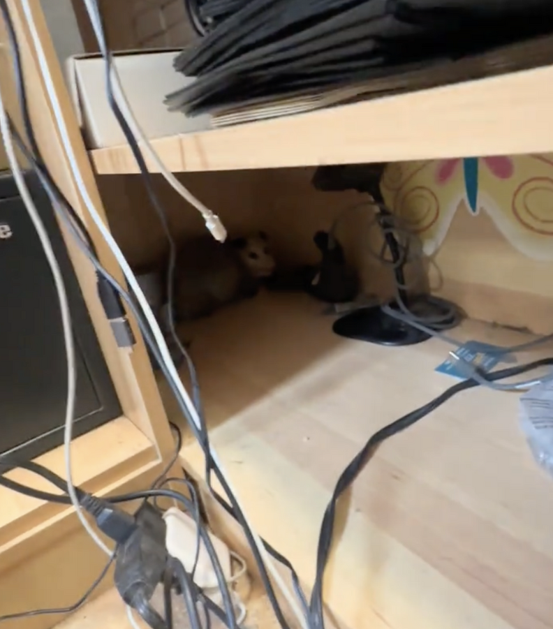 Boutique Owner Looks Under Desk And Finds A Wild Animal Hiding There