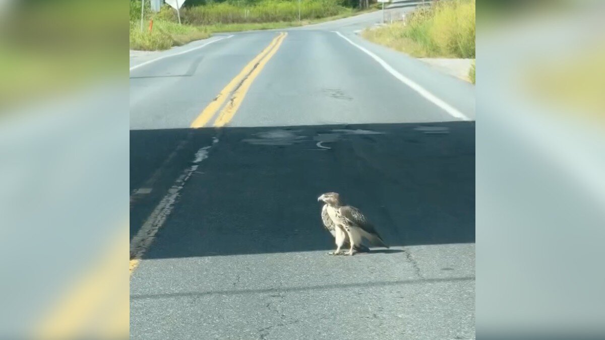 Capa fotográfica da fonte da Pappi: Driver Stops Traffic After Finding Large 'Dazed' Bird In The Road