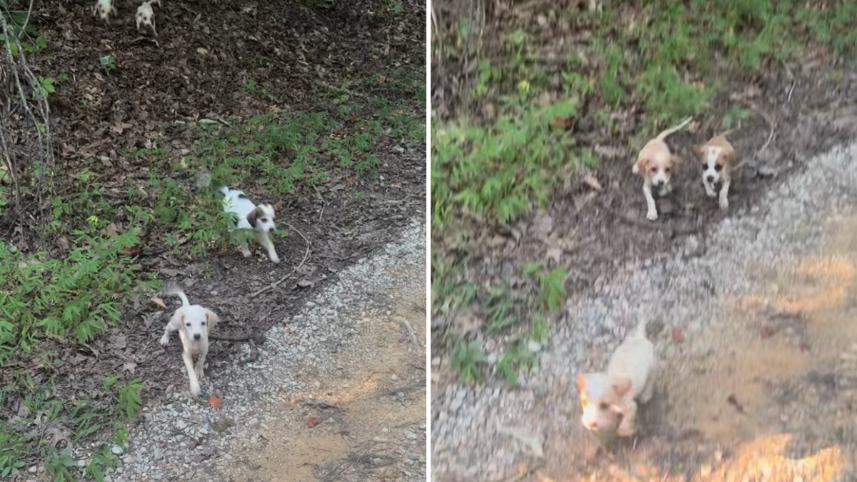 Capa fotográfica da fonte da Pappi: Woman Riding Down ATV Trail Finds 10 Tiny Puppies In The Middle Of Nowhere