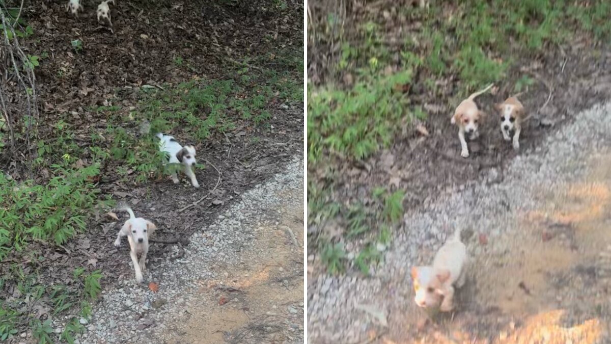 Capa fotográfica da fonte da Pappi: Woman Riding Down ATV Trail Finds 10 Tiny Puppies In The Middle Of Nowhere