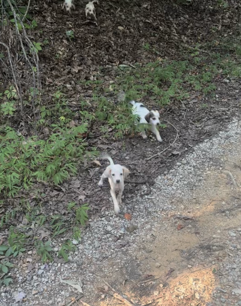 Woman Riding Down ATV Trail Finds 10 Tiny Puppies In The Middle Of Nowhere