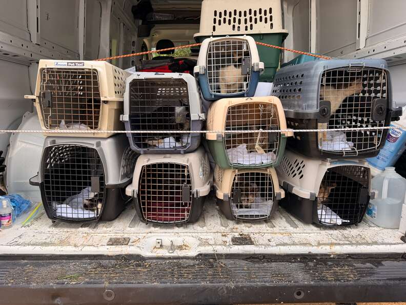 animals in crates