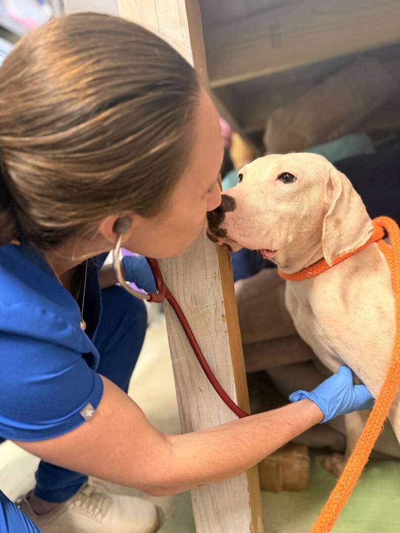 vet tech kissing dog