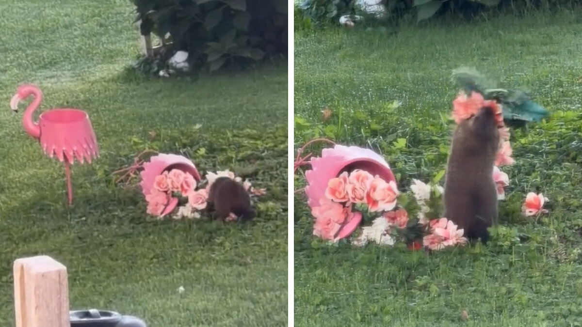 Capa fotográfica da fonte da Pappi: Homeowner Looks Out Window And Catches The Thief Who’s Been Stealing Her Flowers