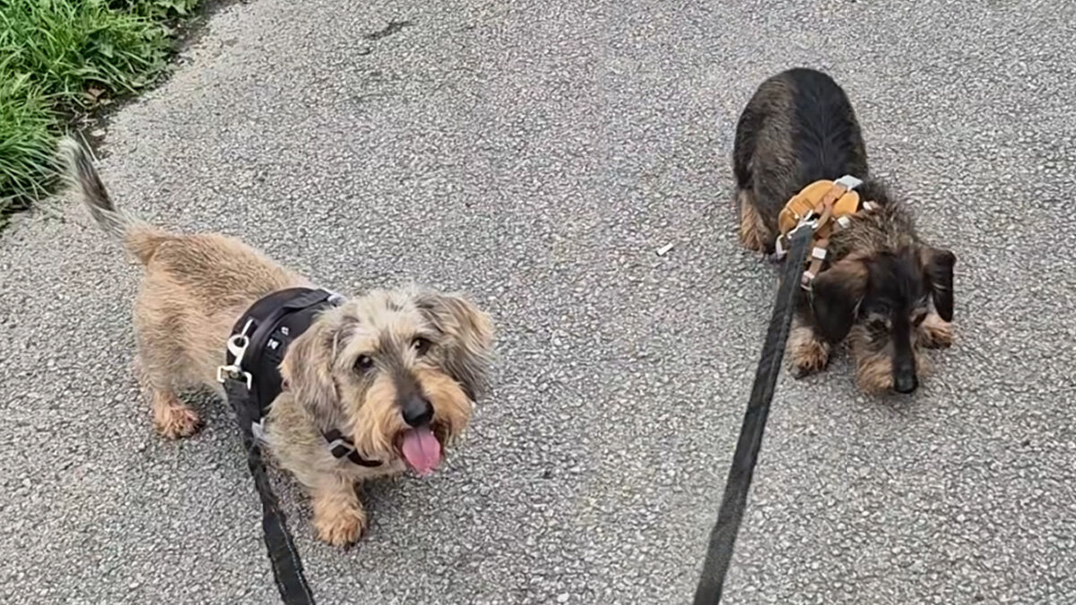 Capa fotográfica da fonte da Pappi: Pet Sitter Thinks Two Dogs Are Exhausted Until She Turns To Head Home