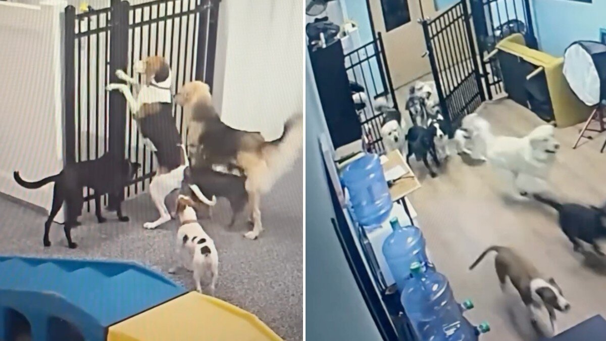 Capa fotográfica da fonte da Pappi: Security Camera Catches Sneaky Dog Breaking All Her Friends Out Of Their Daycare