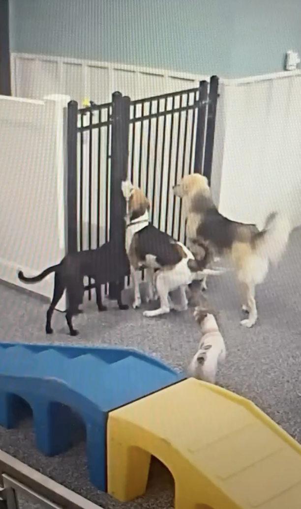 Security Camera Catches Sneaky Dog Breaking All Her Friends Out Of Their Daycare