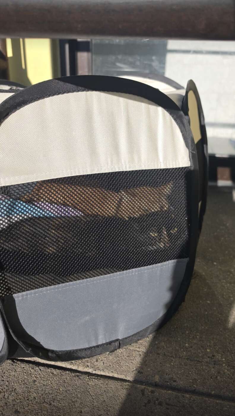 Abandoned cats in small playpen