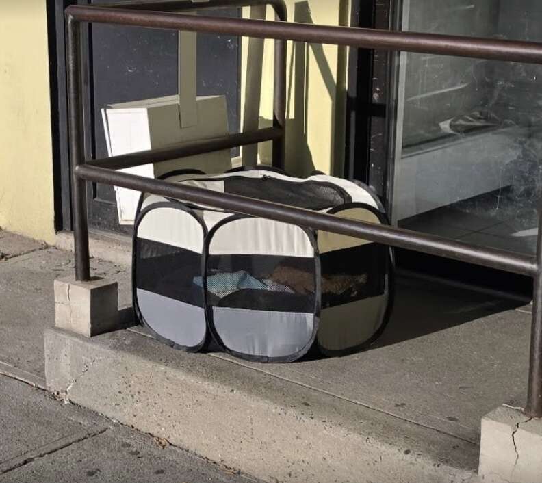 Small animal carrier outside the animal hospital