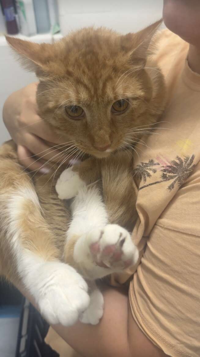Rescued cats crammed in playpen