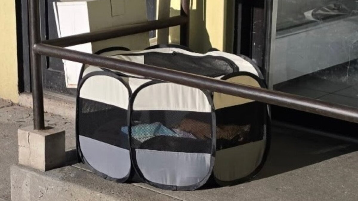 Capa fotográfica da fonte da Pappi: Guy Stumbles Upon Playpen Under Bridge And Finds 2 Terrified Furballs Inside