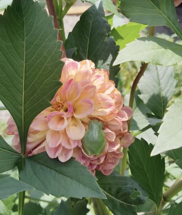 別のカエルの写真