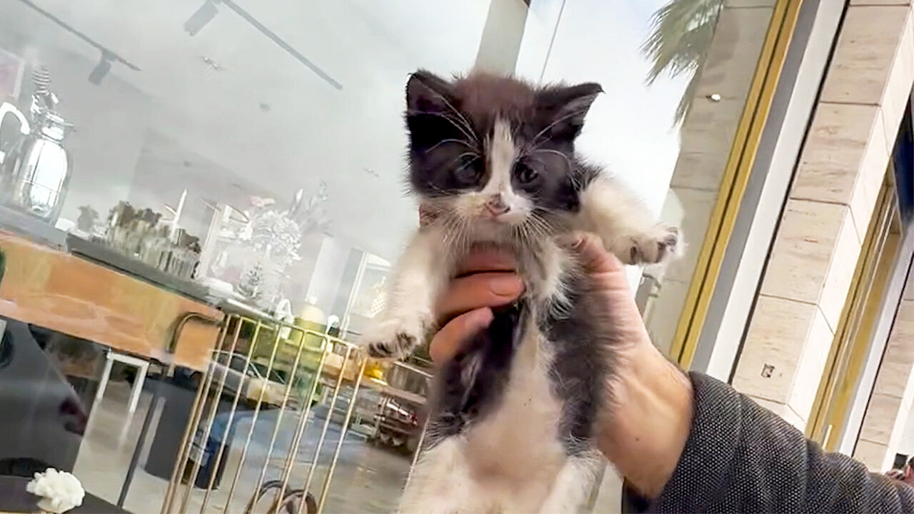 Freezing Kitten Tries To Get Inside Until Someone Finally Helps Him