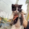 Freezing Kitten Tries To Get Inside Until Someone Finally Helps Him