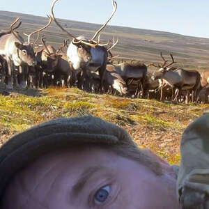 Photographer Hides Behind A Rock As 400 Wild Reindeer Come Running Toward Him