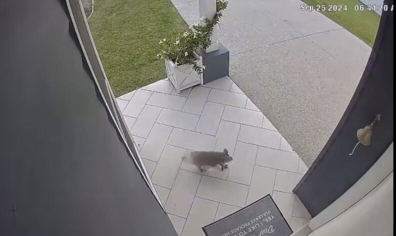 コアラ