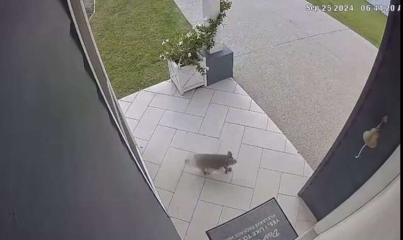 コアラ