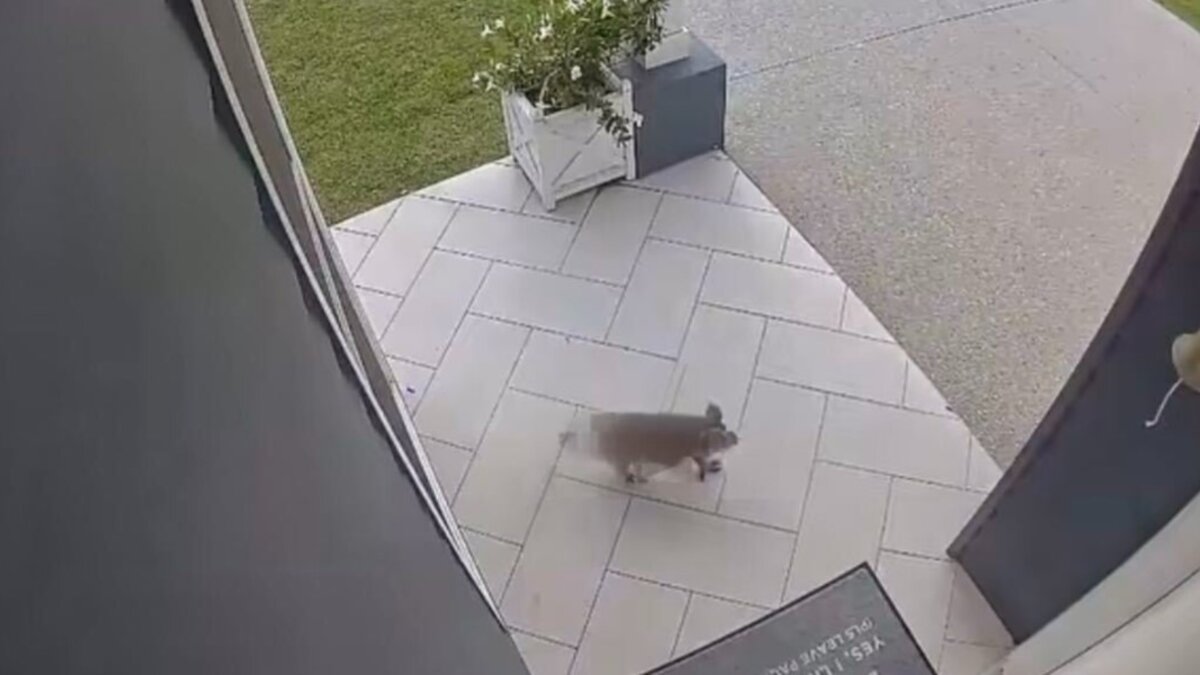 Capa fotográfica da fonte da Pappi: Homeowner Wakes to Security Alert and Finds Surreal Visitor