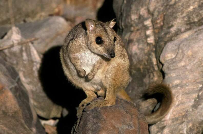 Nabarlek sitting on a rock