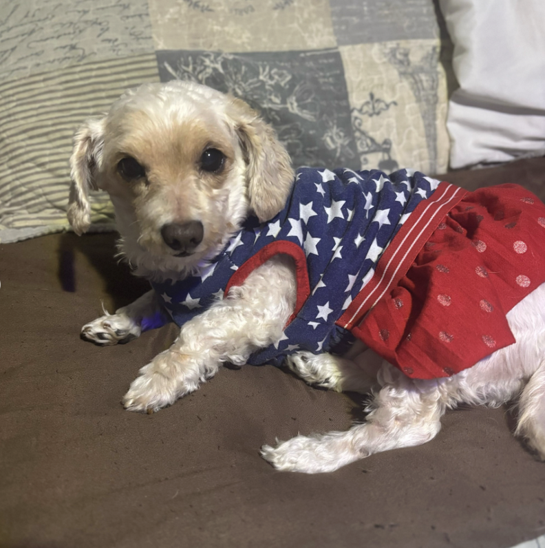 Dollyの新しい家