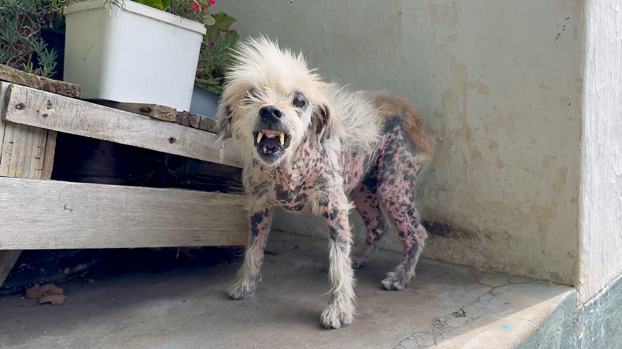 Rescuers Keep Coming Back For This Very Spicy Senior Dog