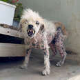 Rescuers Keep Coming Back For This Very Spicy Senior Dog