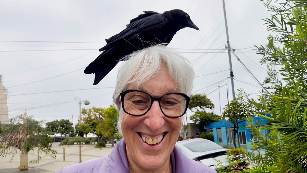 Crows Keep Landing On Woman’s Head And Become Her Best Friends