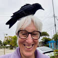 Crows Keep Landing On Woman’s Head And Become Her Best Friends