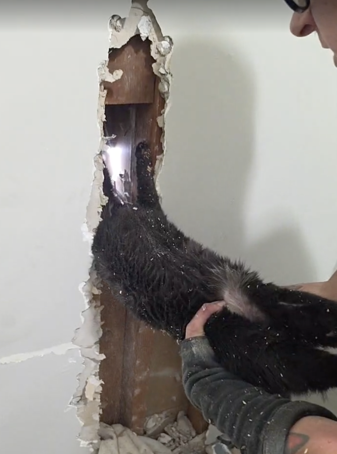 人が壁から猫を引き出しているシーン