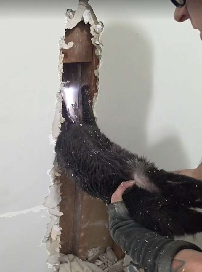 人が壁から猫を引き出しているシーン