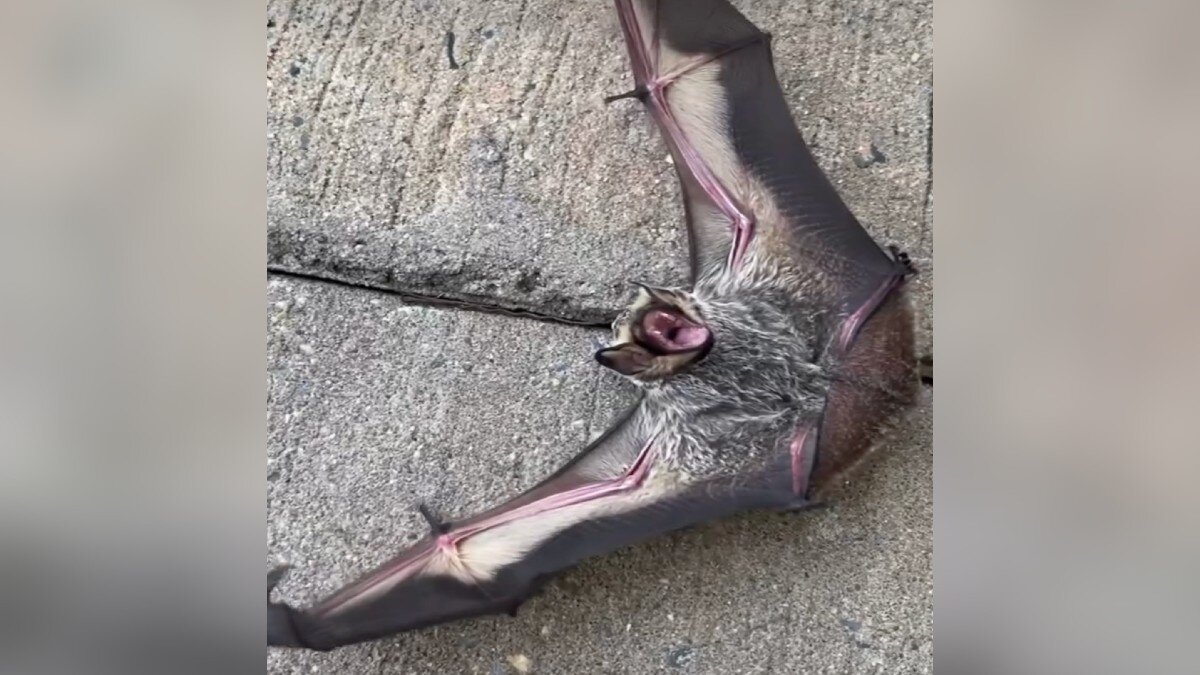 People Wanted This ‘Scary’ Baby Bat Killed — Then He Met His Best Friend - The Dodo