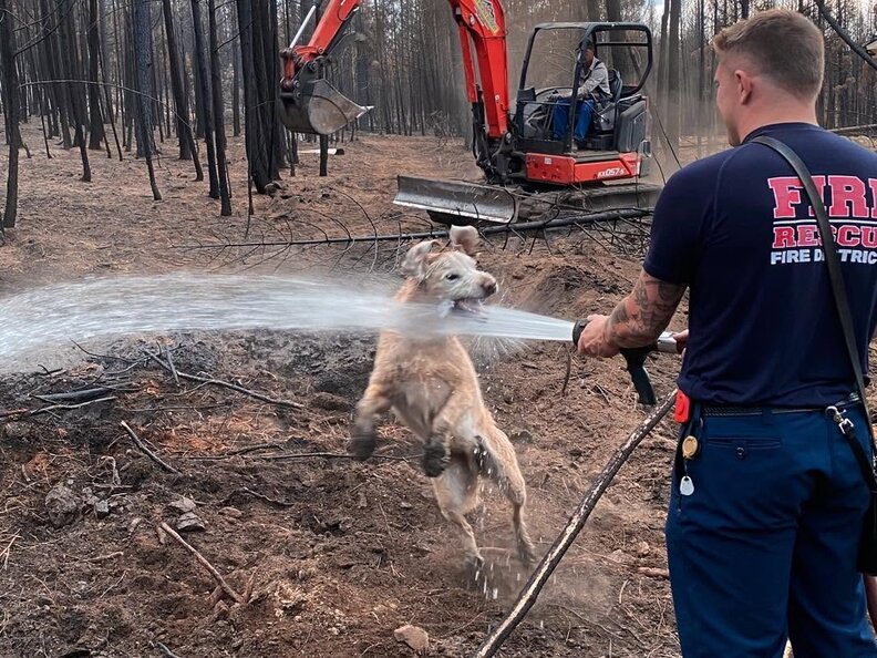 犬の楽しそうな瞬間