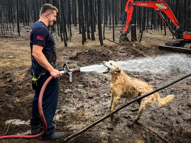 水を得た犬の姿