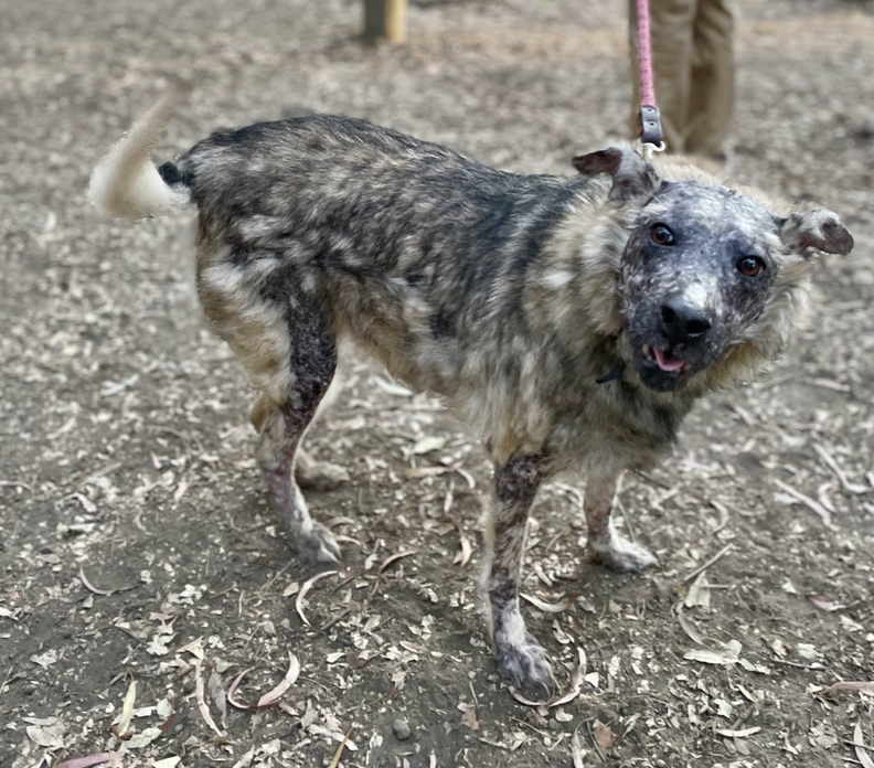 Koaの状態