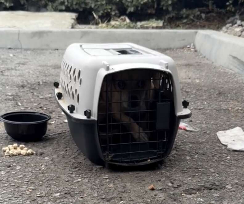 救助された犬