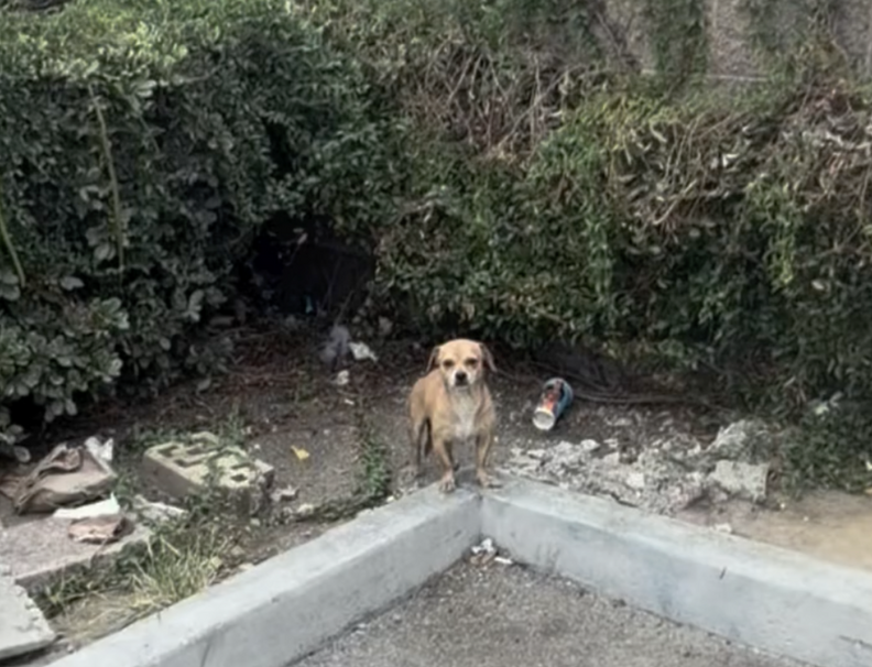 小さな犬 at 7-Eleven