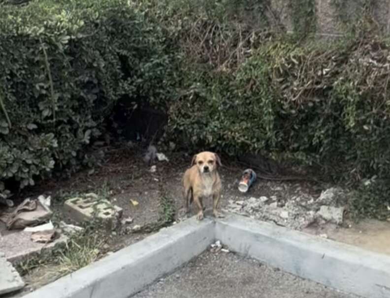小さな犬 at 7-Eleven
