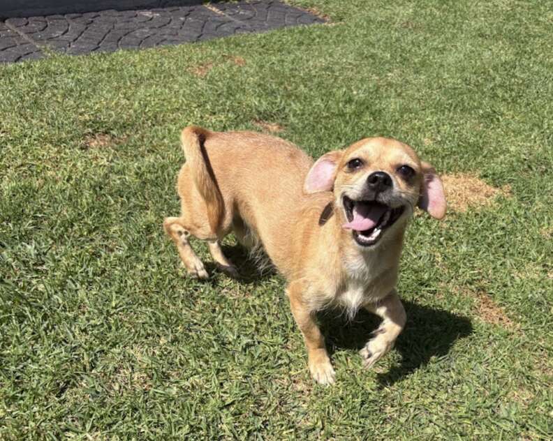 幸せそうな犬