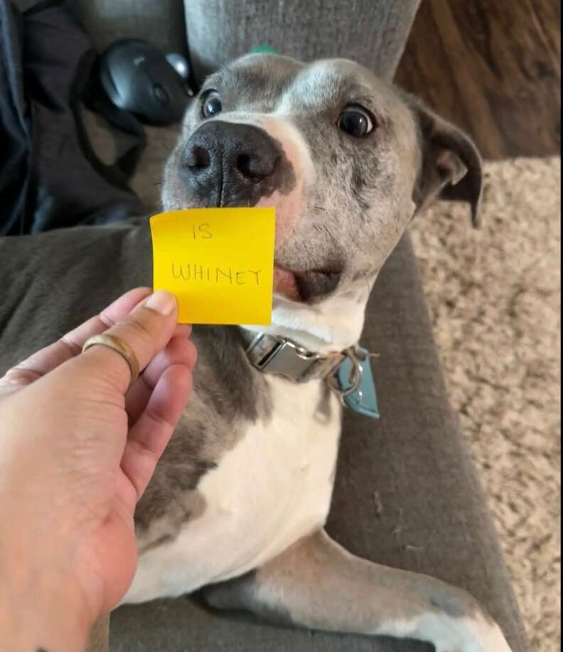可愛い犬