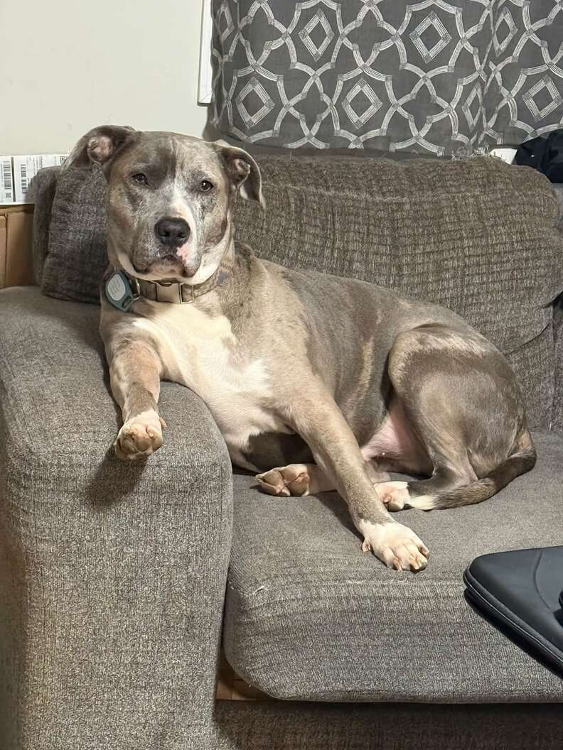犬がソファにいる