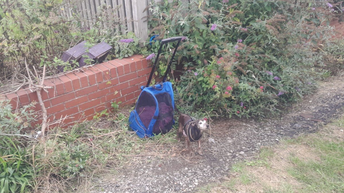 abandoned dog