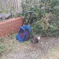 abandoned dog